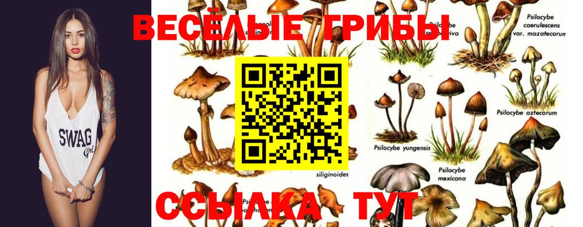 Псилоцибиновые грибы GOLDEN TEACHER Лиски